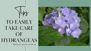 Six Tips to Easily Take Care of Your Hydrangeas gardening [upl. by Aenad]