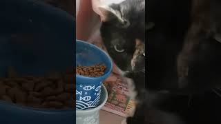 A cat that only drinks tap watercat catlover petlovers pets watercat [upl. by Iand]