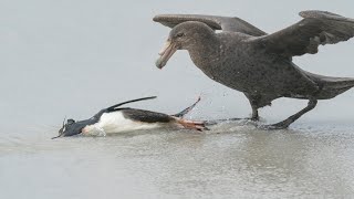 Giant Petrels Hunting Penguin [upl. by Oreves]