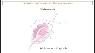 Trichomoniasis [upl. by Sessilu]