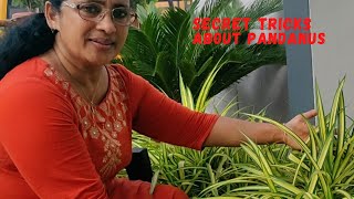 Pandanus Plant  Secret Tricks and Care  Sanderi Palm [upl. by Doralyn]