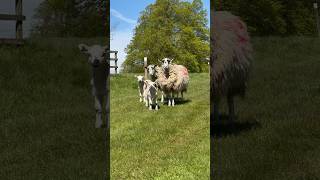 adorable amp inquisitive sheep pose for the camera englishcountryside [upl. by Jann609]