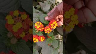 Lantana [upl. by Aitnic]