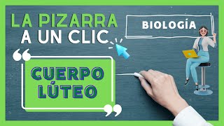 Aprendamos sobre el quotCuerpo Lúteoquot  LA PIZARRA A UN CLIC BIOLOGÍA [upl. by Erlina23]