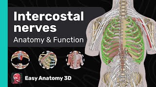 Intercostal Nerves Anatomy amp Function  Thoracic Nerves  Easy Anatomy [upl. by Tnahsarp]