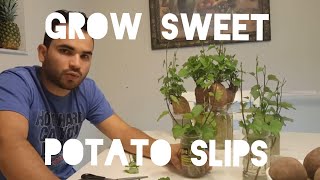 How To Grow amp Cut Sweet Potato Slips PART 4 SPROUTS VINESSHOOTS [upl. by Neeuq]