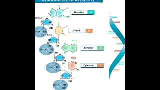 THE RIBONUCLEIC ACID [upl. by Bowden605]