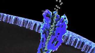 Lyrica® pregabalin Mechanism of Action  Pfizer [upl. by Atnuhs]