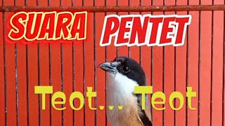 SUARA PENTET TEOT TEOT TEOT Cocok Buat Pancingan Pentet MH [upl. by Peregrine]