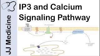 Inositol Triphosphate IP3 and Calcium Signaling Pathway  Second Messenger System [upl. by Lissy498]