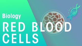 Red Blood Cells  Physiology  Biology  FuseSchool [upl. by Ahnavas]