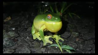 red eyed tree frog croaking [upl. by Shelah]