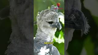 The Almost Extinct Bird Harpy Eagle shorts animals pets [upl. by Elberfeld]