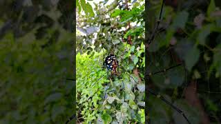 Makdi ki jankari aur uske bare mein jaanenature 🕸🕸🕷💞👍 [upl. by Anev]