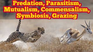 Predation Parasitism Symbiosis Mutualism Commensalism and Grazing  Biology 12th  Chap 25 [upl. by Anolla]