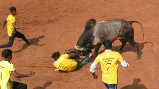 மதுரை KC பாண்டியன் காளை Vs பவித்திரன் நினைவு குழு வீரர்கள் ராஜாக்கல்பட்டி வடமஞ்சுவிரட்டு [upl. by Ajssatsan]