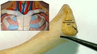 Osteology of the clavicle [upl. by Danna]