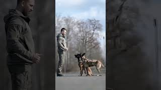 k9 dog dogsoftiktok tactical dogtrainer trending viralvideo [upl. by Katusha]