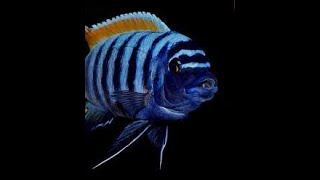 How do you tell if a cichlid is a male or female [upl. by Aicilanna117]