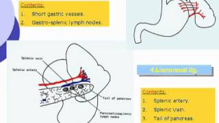 20 Abdomen Gastrosplenic ligament [upl. by Mariejeanne]