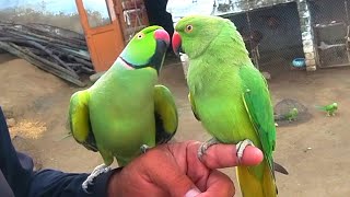 Ringneck Parrot And Parrot Hand pair Video [upl. by Nabla]