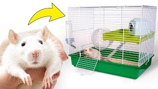 Une Nouvelle Cage Géniale Pour le Gentil Rat Quenotte [upl. by Ahsitruc518]