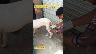 How vet treat pets drfaisallilla animals pet shorts short trending viralvideo song music [upl. by Dobrinsky]