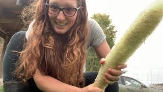 How to process green luffa loofah gourds [upl. by Joan]