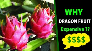 Awesome Dragon fruit farm  Dragon Fruit Farming and Harvesting  Pitaya farm [upl. by Lisha]