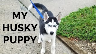 The Husky Moon as a PUPPY [upl. by Dumm865]