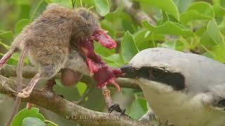 GREAT GREY SHRIKE  butcher bird nest [upl. by Roanna]