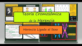 Teoría Cromosómica de la Herencia y Herencia Ligada al Sexo Genética Biología [upl. by Greeley]