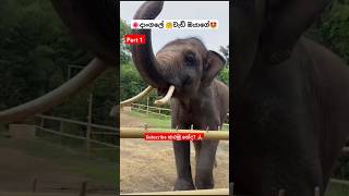 Dangale Wedi Oyage ytshorts short trending Song Tiktok shortvideo Elephant 🥰 [upl. by Rosemari592]