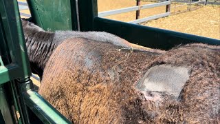 Cow Abscess or Hematoma What do you reckon [upl. by Jeddy]