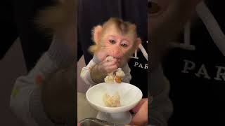 Monkey chú khỉ dễ thương [upl. by Etnelav286]