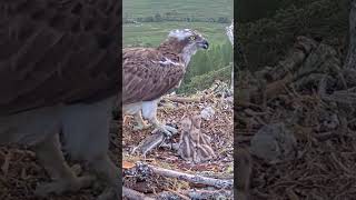 P209 Review birds nest life mom birds brings food to feed her babies in their nest birdslover [upl. by Nehepts82]