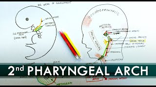 2nd Pharyngeal Arch and its derivatives  Embryology Tutorial [upl. by Chick]