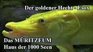 goldener Hecht  Esox  Müritzeum Waren [upl. by Maro]