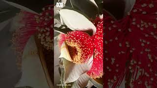 Macrocarpa flowering timelapse  Gardening Australia gardeningaustralia [upl. by Mossberg823]