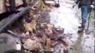 Ratting with 3 Plummer Terriers Over 100 rats Severn valley ratters best video yet New 2014 [upl. by Ainniz]