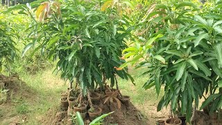 mango plant available AlphonsoaMallika banganapallisendoora and all plants available 9487470530 [upl. by Marion244]