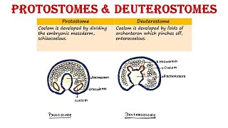 Protostomes and Deuterostomes [upl. by Babb]