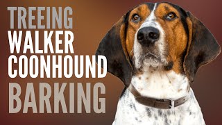 Treeing Walker Coonhound Barking How Much does a Treeing Walker Coonhound Bark [upl. by Behn]