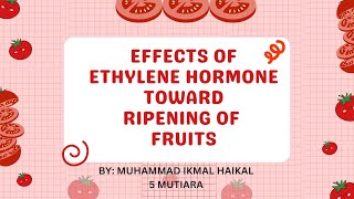 Effects Of Ethylene Hormone Towards Ripening Of Fruit Biology Form 5 Experiment [upl. by Solis26]