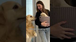 Goldens who are eager to have babies animals adorably cute shorts shortvideo [upl. by Valentin]