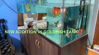 New Addition In Goldfish Tank amp Planted Tank [upl. by Vivien]