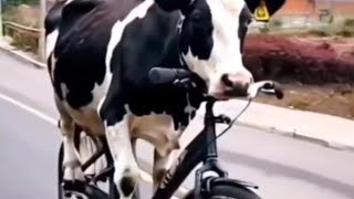 LIVE STREAM FUNNY VIDEO  The cows are amazing [upl. by Alorac]