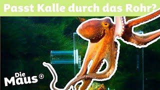 Warum hat der Oktopus acht Arme  DieMaus  WDR [upl. by Akirat]