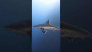 Scarred silvertip shark takes a close look at diver at Roca Partida shark underwater shorts [upl. by Emili]