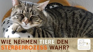 Wie nehmen Tiere den Sterbeprozess wahr Podcast [upl. by Niccolo]